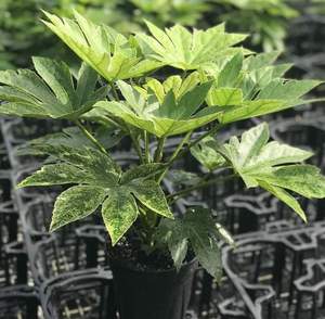 Green Fatsia Japonica